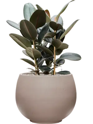 Soil (Vulkastrat)