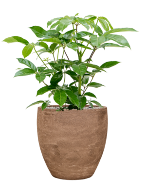 Soil (Vulkastrat)