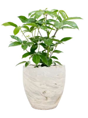 Soil (Vulkastrat)