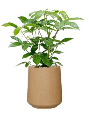Soil (Vulkastrat)