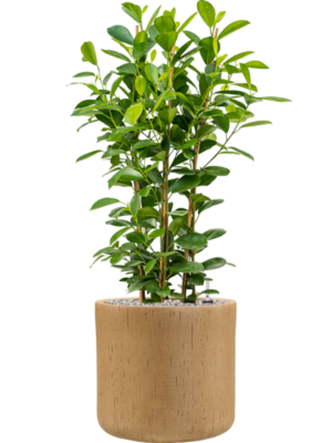Soil (Vulkastrat)