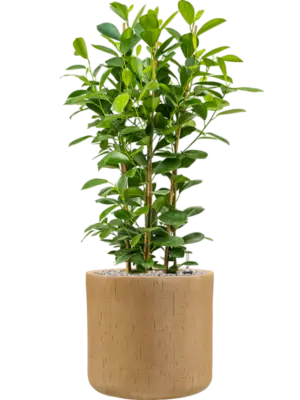 Soil (Vulkastrat)