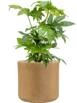 Soil (Vulkastrat)