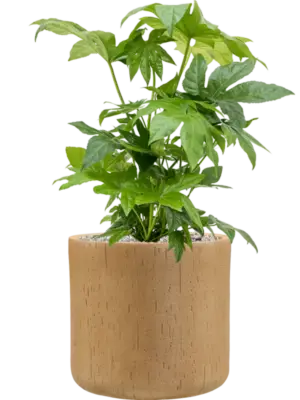Soil (Vulkastrat)