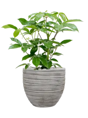 Soil (Vulkastrat)
