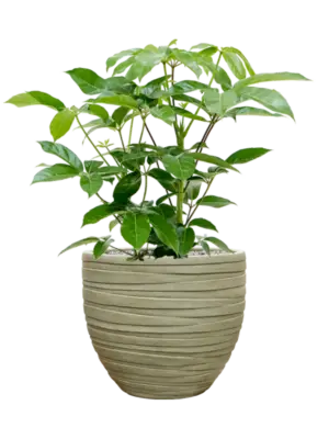 Soil (Vulkastrat)