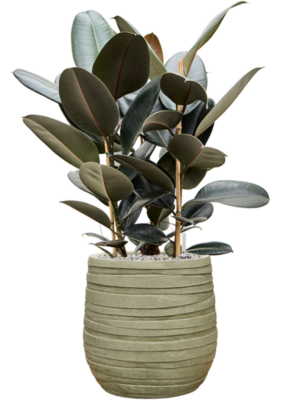 Soil (Vulkastrat)