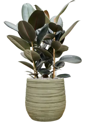 Soil (Vulkastrat)