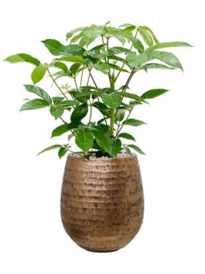 Soil (Vulkastrat)
