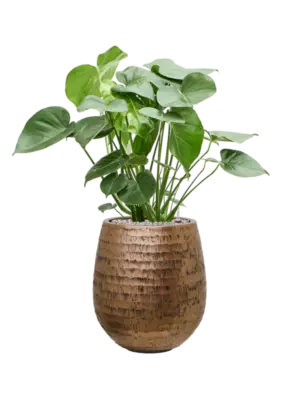 Soil (Vulkastrat)