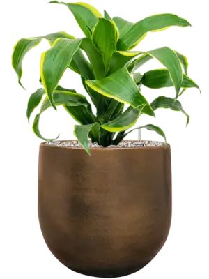 Soil (Vulkastrat)