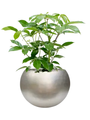 Soil (Vulkastrat)