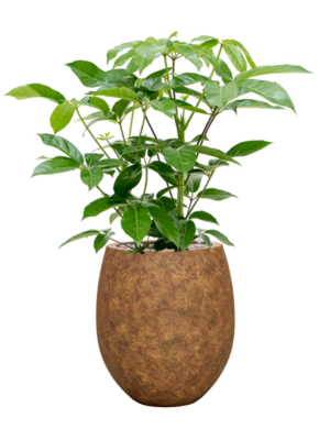 Soil (Vulkastrat)