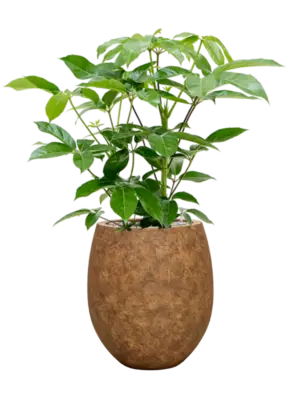 Soil (Vulkastrat)