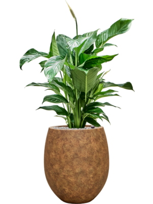 Soil (Vulkastrat)