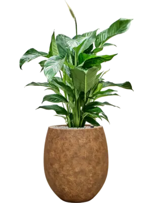 Soil (Vulkastrat)