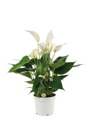 Anthurium 'Mille Fleurs Cava'