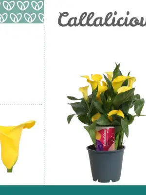Zantedeschia