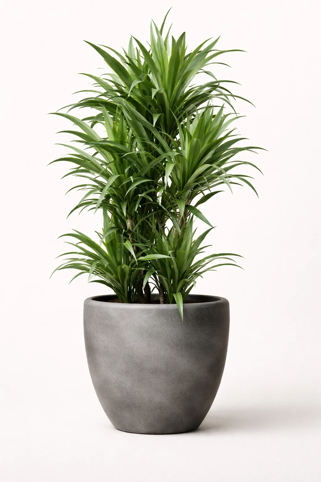 Färdigplanterad växt