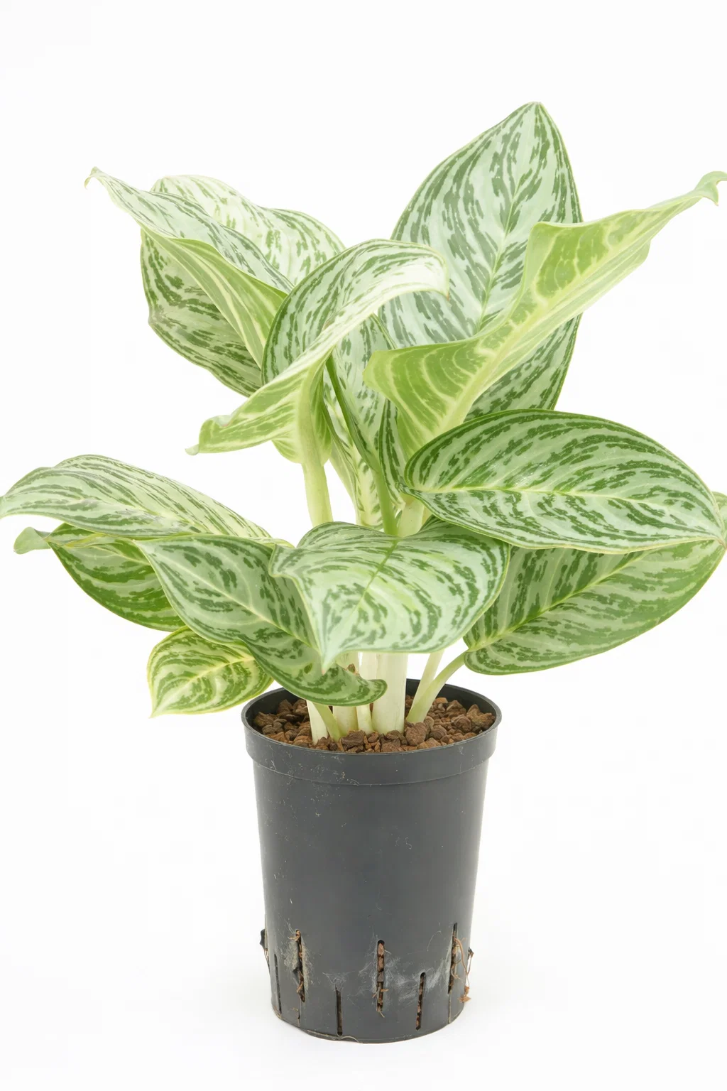 växter upp till 109cm