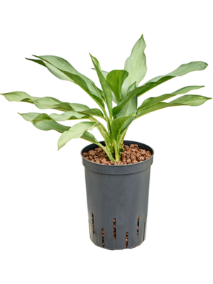Aglaonema 'Ghost'