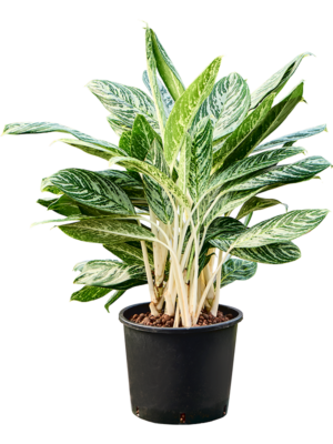 Aglaonema 'Madonna'
