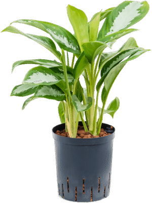 Aglaonema 'Silver Moon'