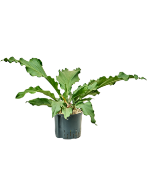 Anthurium (Plowmanii) 'Birdnest'