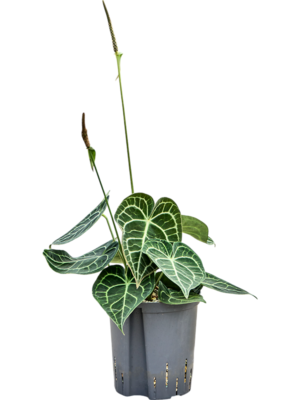 Anthurium 'Clarinervium'