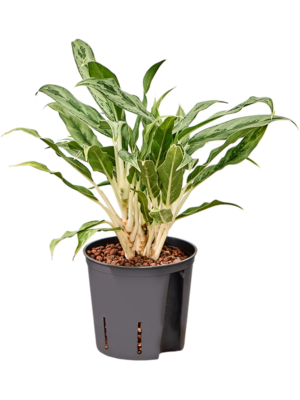 Aglaonema 'Greyhound'