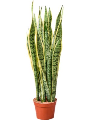 Sansevieria trifasciata 'Laurentii'