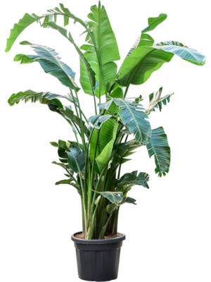 Strelitzia nicolai (250-350)