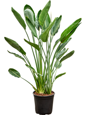Strelitzia reginae
