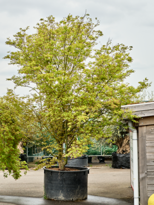 Acer pal. 'Asahi Zuru'