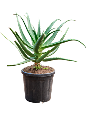 Aloe red safari (70-100)