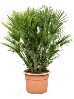 Chamaerops humilis