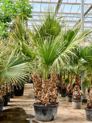 Washingtonia filifera (280-340)
