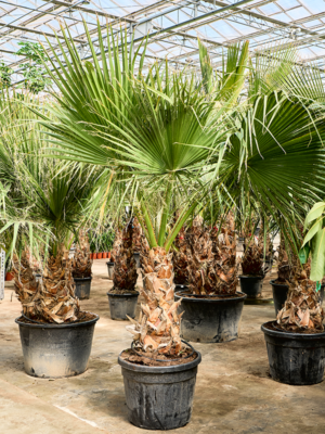 Washingtonia filifera (220-320)