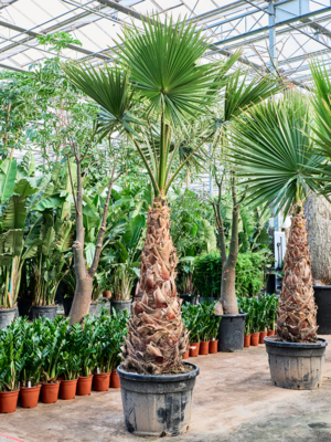 Washingtonia robusta 'Hybrid' (330-380)