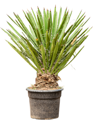 Yucca faxoniana