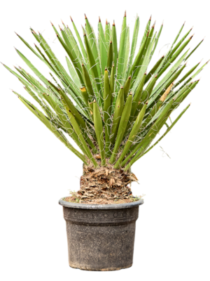 Yucca faxoniana