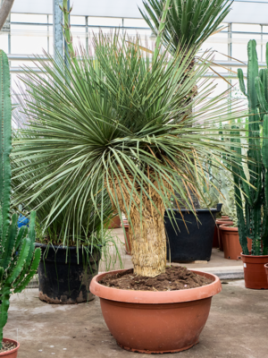 Yucca linearifolia