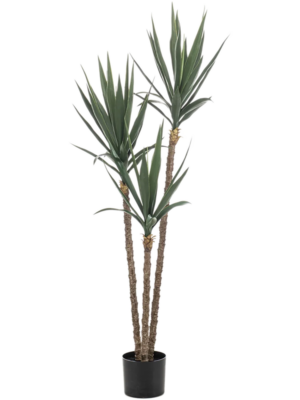 Yucca