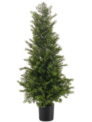 Cedar