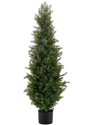Cedar