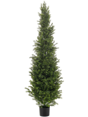 Cedar