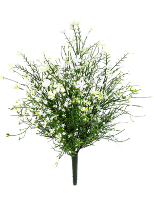 Gypsophila