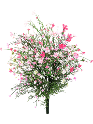 Gypsophila