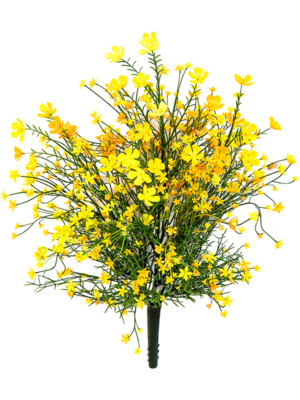 Gypsophila