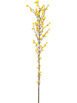 Giant Wintersweet